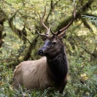 Elk Photo