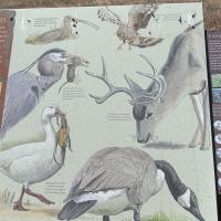 Interpretive Panel