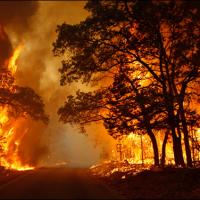 Wildfire Photo