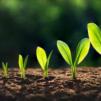 growth