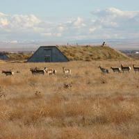 Antelope at Depot