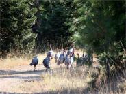 Wild Turkeys