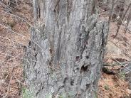 Original Bearing Tree - Umatilla County