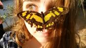 Butterfly exhibit