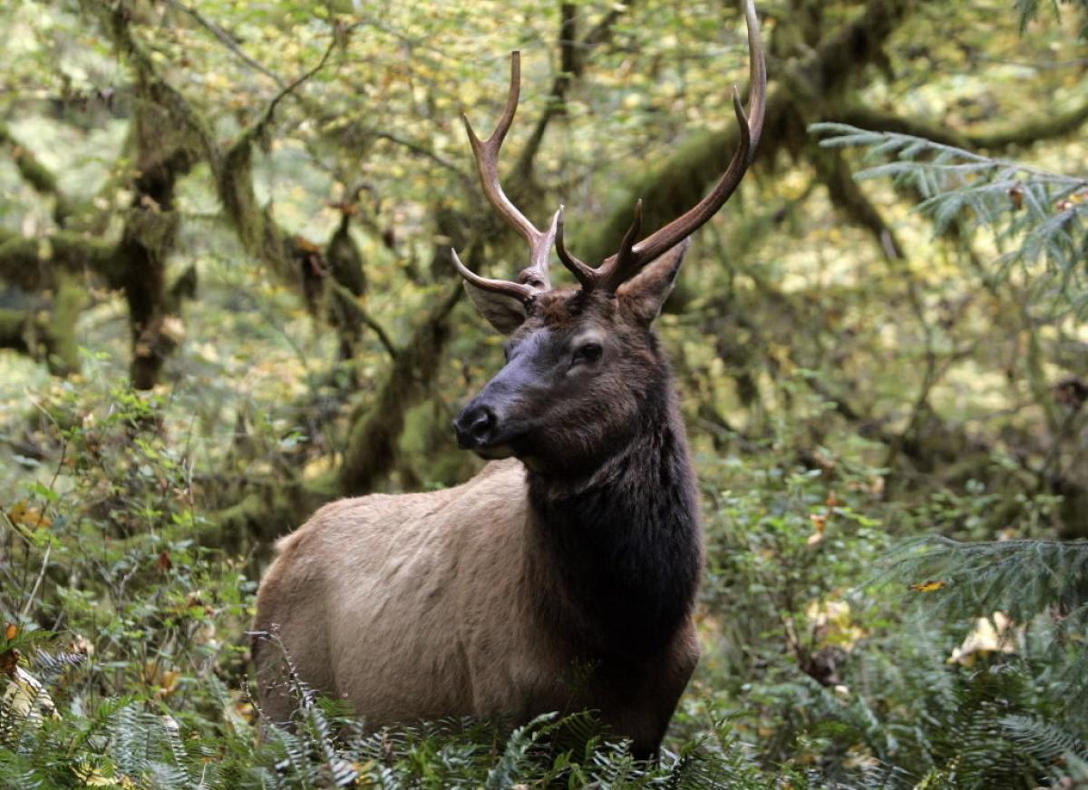 Elk Photo