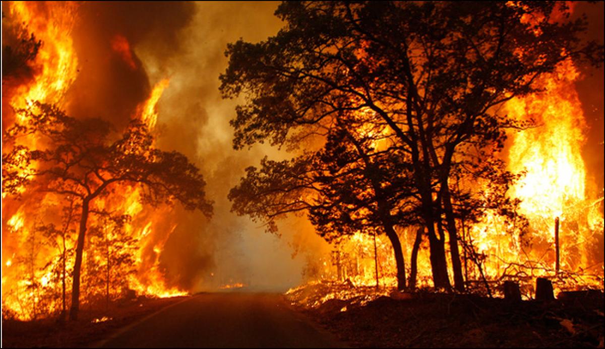 Wildfire Photo