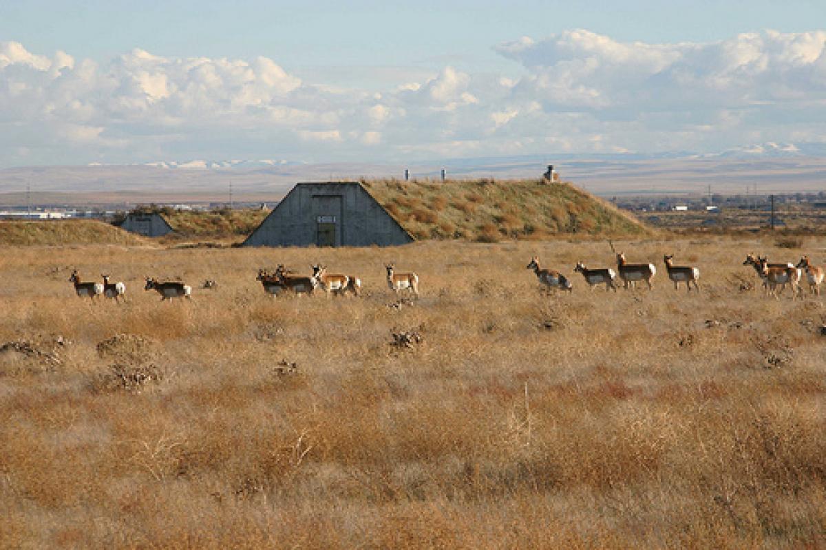 Antelope at Depot